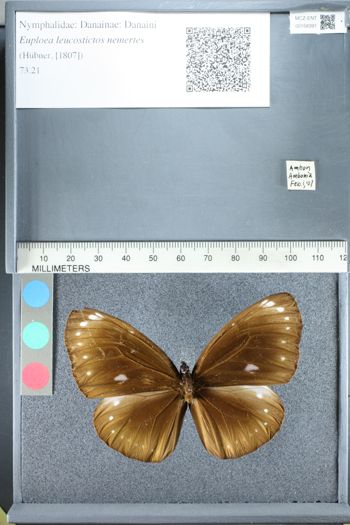 Media type: image;   Entomology 158391